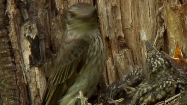 Жёлтые кратеры новых солистов смотреть онлайн