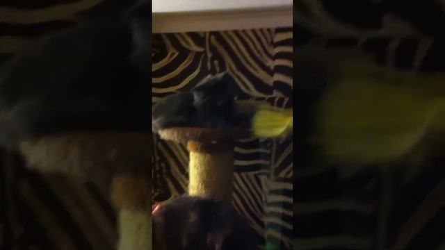 Котята помет Д смотреть онлайн