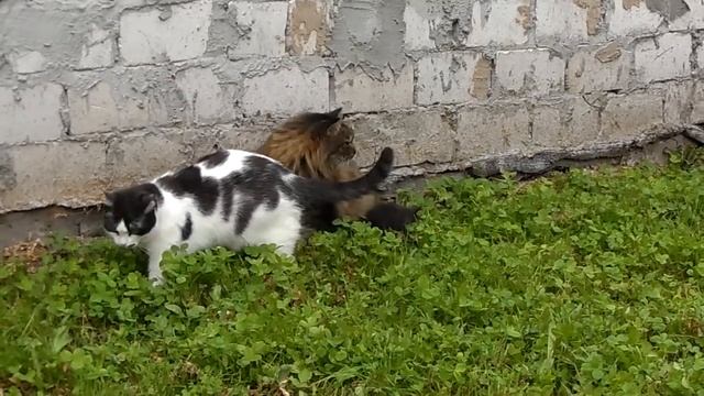 ловля мышонка