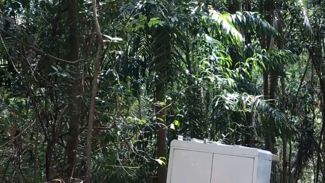 コモンタイマイGraphium agamemnon 2020/01/07 Thala Beach, Butterfly of Australia смотреть онлайн