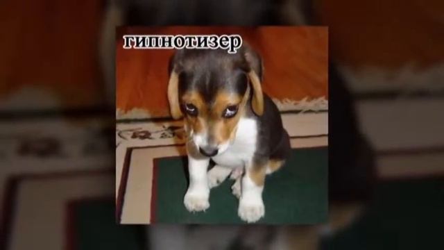 Собаки-"профессионалы". смотреть онлайн