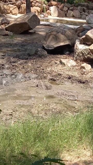 big tortoise 🐢 #animal #shortvideos смотреть онлайн