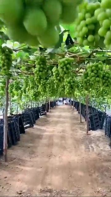 🤤Удивительные фрукты| Amazing fruits|Экзотические фрукты| #Шорты|#Shorts смотреть онлайн