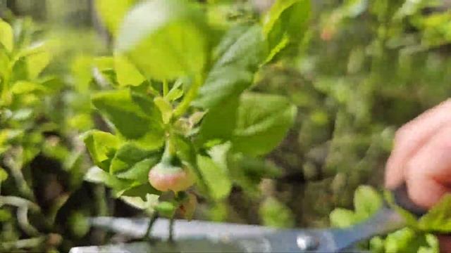 Не упустите момент: срочно в лес за черничными побегами, пока растение цветёт!