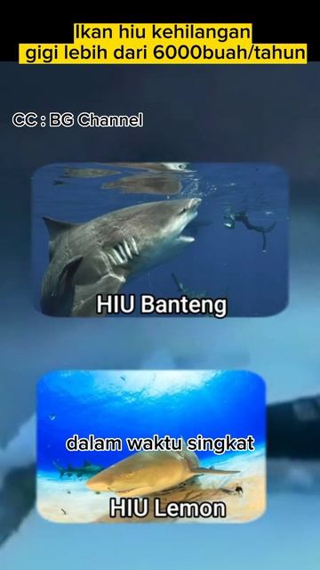 Fakta menarik tentang gigi ikan hiu - #shorts #ikan #hiu смотреть онлайн