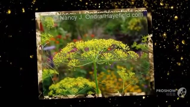 Patrinia - Garden Plants