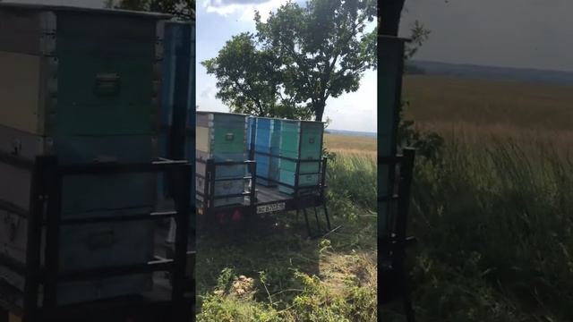 Переехали на гречку 🐝 смотреть онлайн