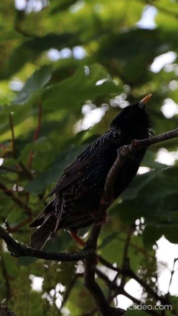 Starlings Mating | UK Wildlife Photography смотреть онлайн