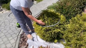 КАК СФОРМИРОВАТЬ ТУИ В ШАР: АЗЫ ТОПИАРНОЙ СТРИЖКИ ЗА 5 МИНУТ!