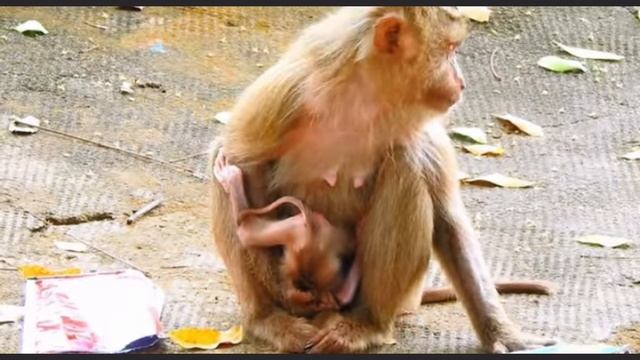 Макака-первородка. Ее действия с новорожденным младенцем ... 1000047256.mp4 смотреть онлайн