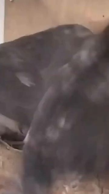 Счастливая птицаВсе счастливы