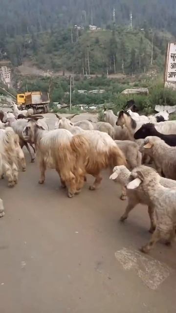 Барашки - пати ))) смотреть онлайн