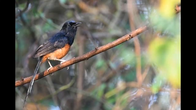 A morning with the nature of Koh Mak: Part 1