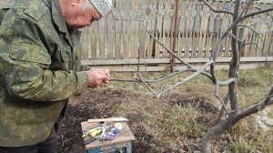 Прививка к волчкам