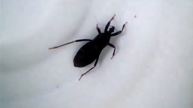 Black Corsair Assassin Bug (Melanolestes Picipes) смотреть онлайн