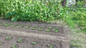 Советы по уходу за клубникой после высадки