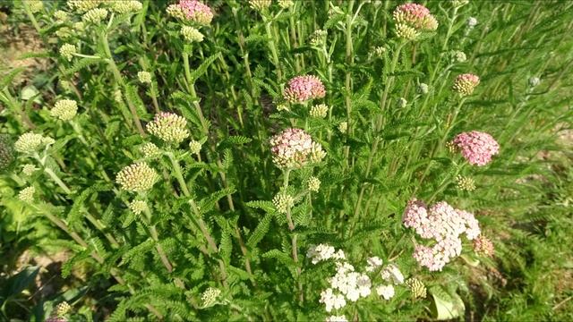 Тысячелистник / Achillea millefolium (рост, развитие, цветение) смотреть онлайн