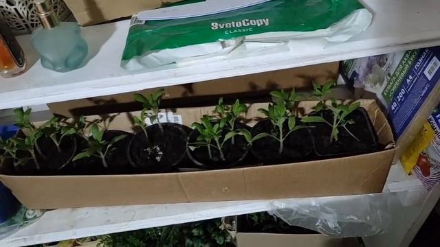 Аномальный апрель! Засыпало снегом смотреть онлайн