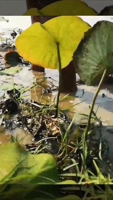 Awesome!! Amazing Fisherman Style! Clear Water Hyacinth Found Many Snack-Head Fishes Inside.107 смотреть онлайн