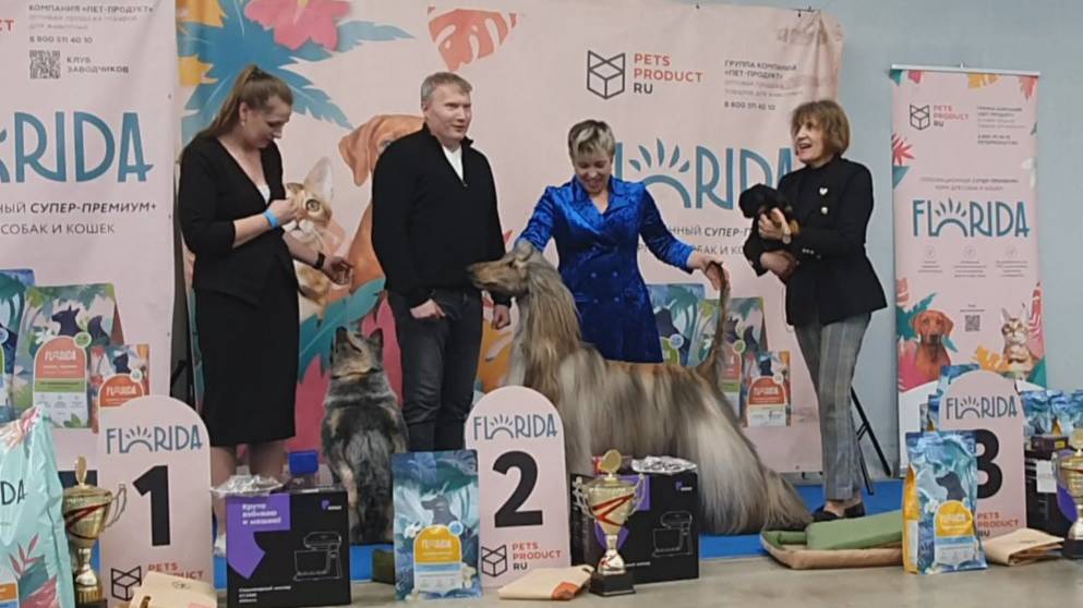 13.04.2025, СПб. Клуб "Бэст-Клуб" (РКФ, РФСС). Выставка собак "БЭСТ-ШОУ-ВЕСНА" (САС, ЧФ) смотреть онлайн