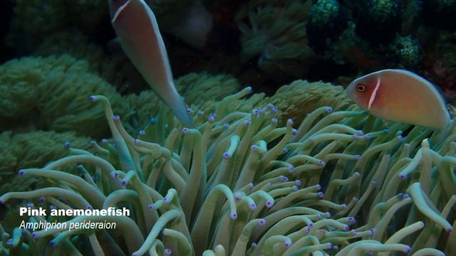 Never a bad day in Anilao | Underwater 2018 смотреть онлайн