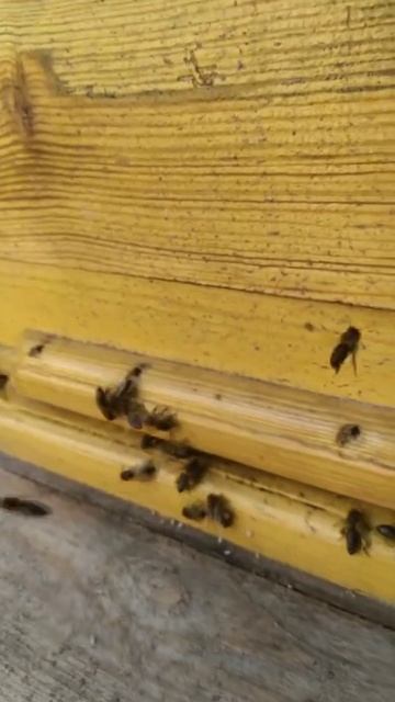 bee смотреть онлайн