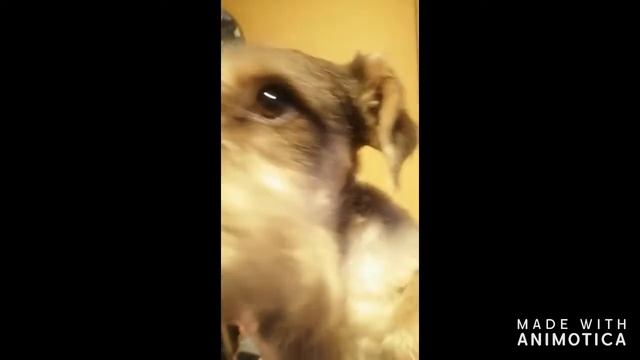 Cerveza Última, Comercial.