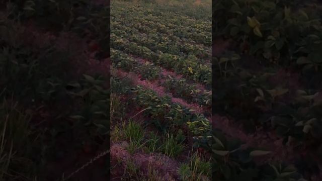 Сладкий урожай клубника✨ #068 смотреть онлайн