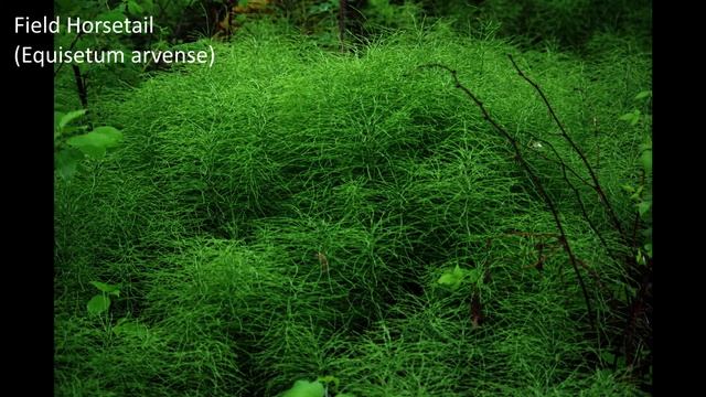 Plants, Liard Hot Springs Provincial Park, British Columbia, Canada, June 4 + 5, 2019.