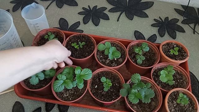 Подкормим землянику ( клубнику). Обзор рассады на 17.03.2024 смотреть онлайн