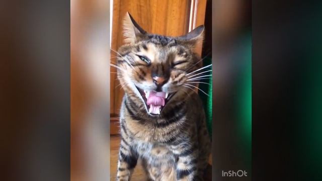 Yawning together (Зеваем вместе) смотреть онлайн