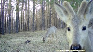 Отзимовавшие