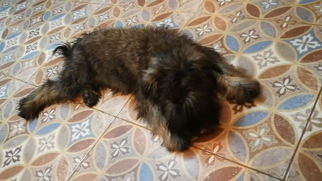 щенок цвергшнауцера грызет кость смотреть онлайн