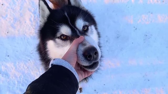 хаски ругается