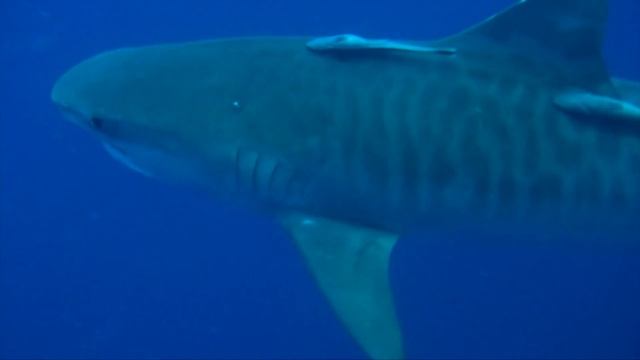 SOUTH AFRICA. The Sharks of Protea Banks смотреть онлайн
