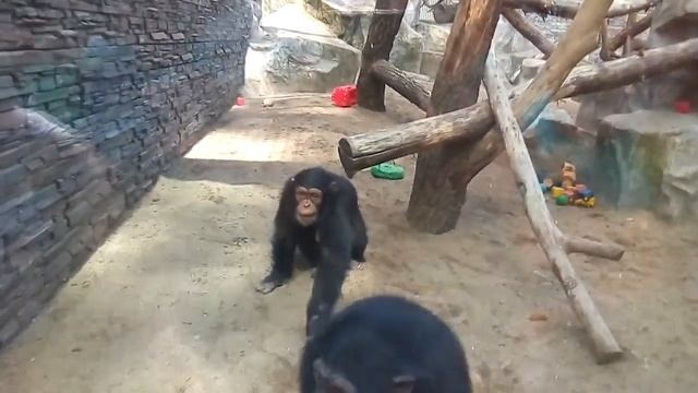 Борьба за выживание. Очень интересное видео - обезьяны жгут смотреть онлайн