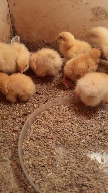 1 день перепёлки Белый техас. смотреть онлайн