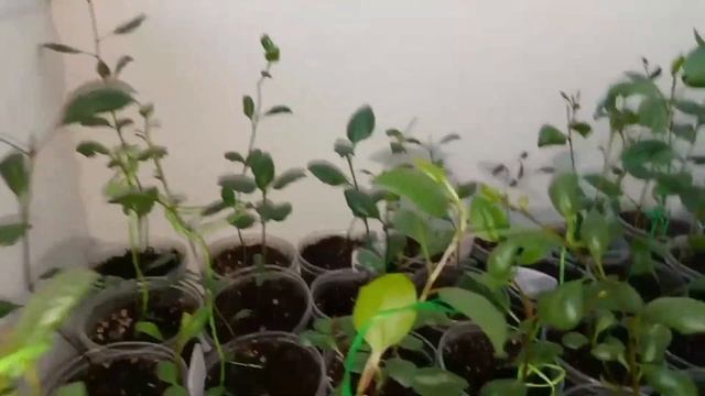 Саженцы иранских фисташек Акбари и Кале Гучи 17.04.2024г. смотреть онлайн