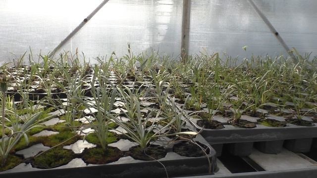 Сезонная неудача