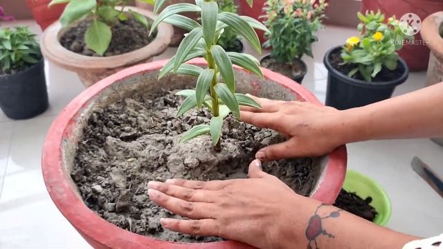 Asiatic Lily care and fertilizers/Lily plant ki dekhbhal kaise karte h/Lily plant care ,fertilizer смотреть онлайн