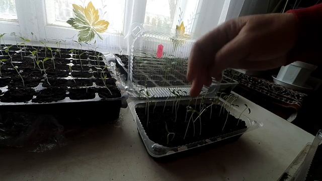 Розсада витягнулася / Вирощування розсади. ЩО ВАЖЛИВО ЗНАТИ ?? смотреть онлайн