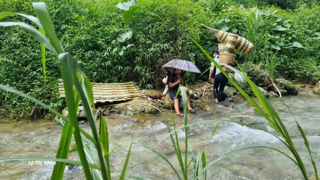 How To Make Fish Traps, Harvest Fish Naturally During Flood Season