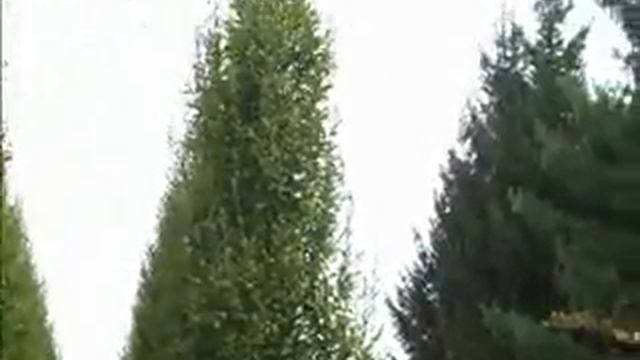 Cherry Trees For Sale.Carversville Landscaping: Orserlandscaping.com