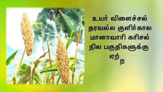 Sorghum variety K 12 смотреть онлайн