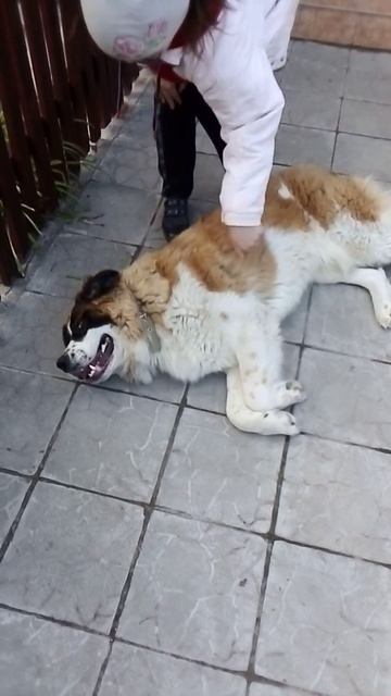 Девочка гладит Барона московскую сторожевую собаку.