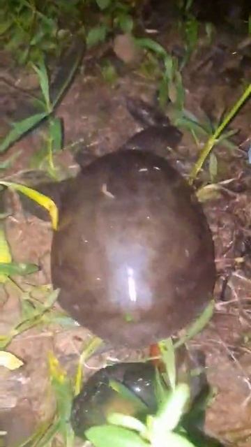 Rainy Turtle In India!!#Shorts #Ytshorts смотреть онлайн