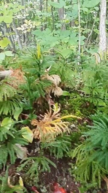 Rare Clubmoss (Lycopodium obscurum) in Southern Ontario смотреть онлайн