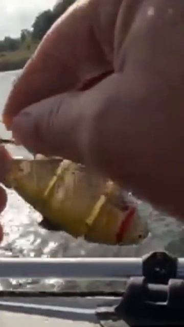 лучшая приманка на щуку осенью смотреть онлайн