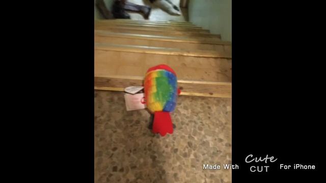 Gilda the flamingo searches the house смотреть онлайн