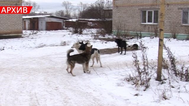 К концу суровой зимы бродячие собаки представляют особую опасность
